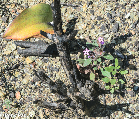 Collomia diversifolia,
Serpentine Collomia