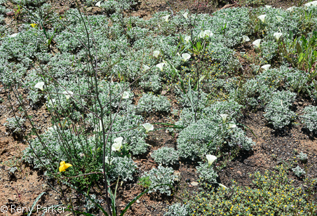Calystegia collina ssp oxyphylla , Mt St Helena Morning Glory