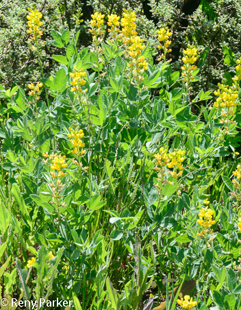 Thermopsis californica var californica, California Goldenbanner