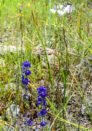 Triteleia peduncularis Long Rayed Brodiaea and delphinium uliginosum    Swamp larkspur 