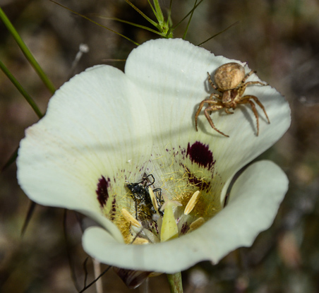 Calochortus superbus Yellow Mariposa Lily