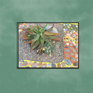 Succulent with Rocks