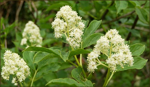 False Solomons Seal, Smilacina racemosa