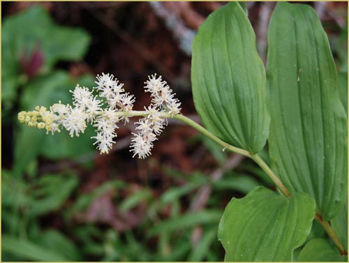 False Solomons Seal, Smilacina racemosa