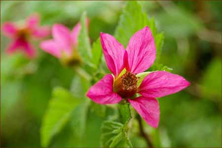 Rubus spectabilis, Salmonberry