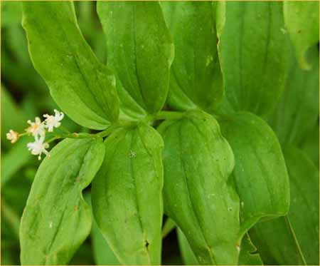 Star Solomons Seal, Smilacina stellata