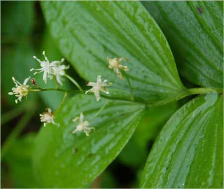 Star Solomons Seal, Smilacina stellata