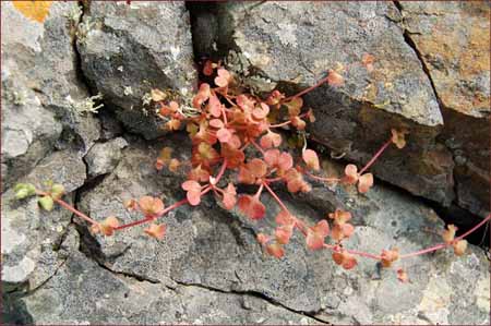 Pterostegia drymarioides, Grannys Hairnet