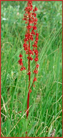 Rumex arcticus, Arctic Dock