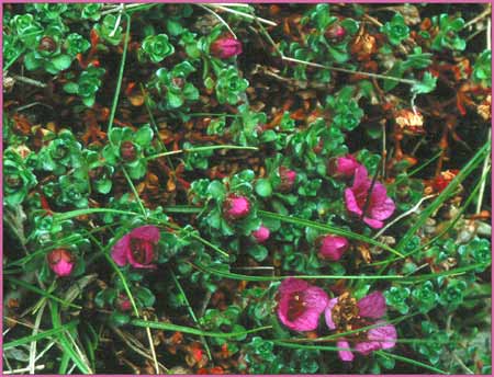 Purple Mountain Saxifrage, Saxifraga oppositifolia ssp opposititolia