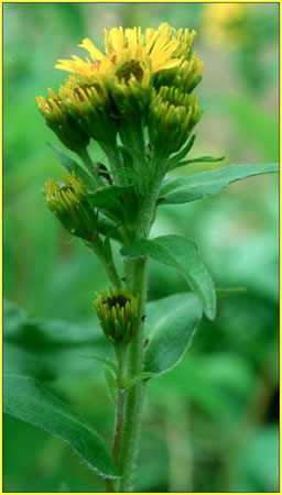 Solidago decumbens, Decumbent Goldenrod