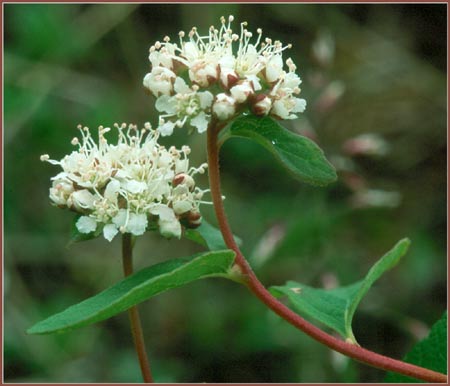 Spiraea beauverdiana, Alaska Spiraea