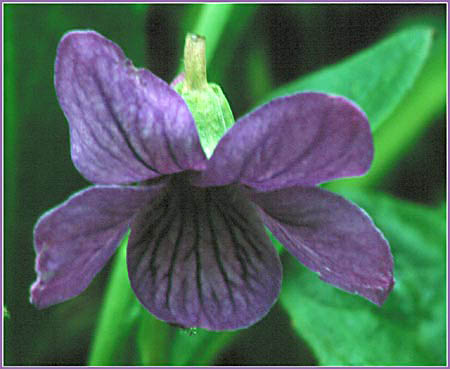 Selkirks Violet, Viola selkirkii