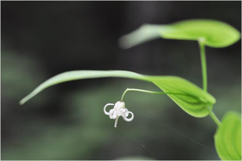 Twisted Stalk, Streptopus amplexifolius