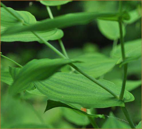 Streptopus amplexifolius, Twisted Stalk