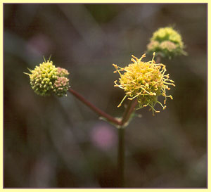 Shiny Lomatium, Lomatium lucidum