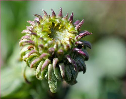 Gumplant, Grindelia sp