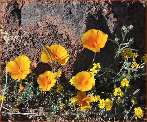 Eschscholzia california ssp mexicana, Mexican Gold Poppy