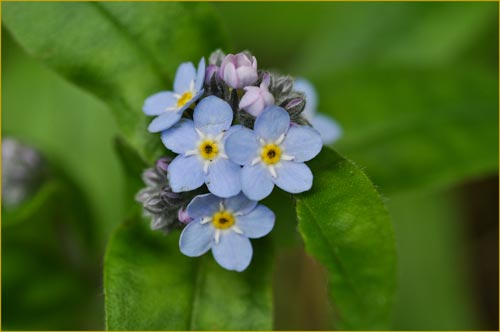 Myosotis latifolia, Forget Me Not