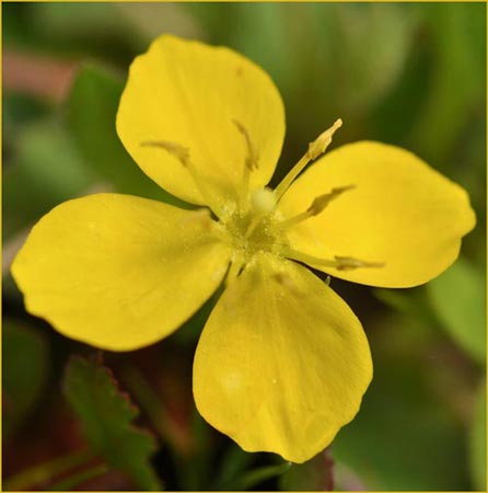 Camissonia ovata, Sun Cup