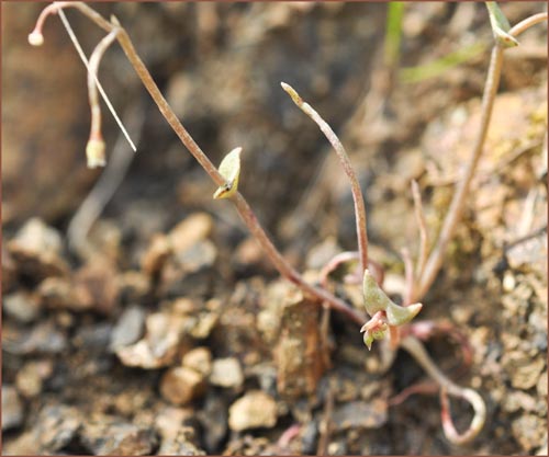 Claytonia gypsophiloides, Gypsum Spring Beauty