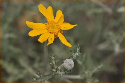 Eriophyllum lanatum, Woolly Sunflower