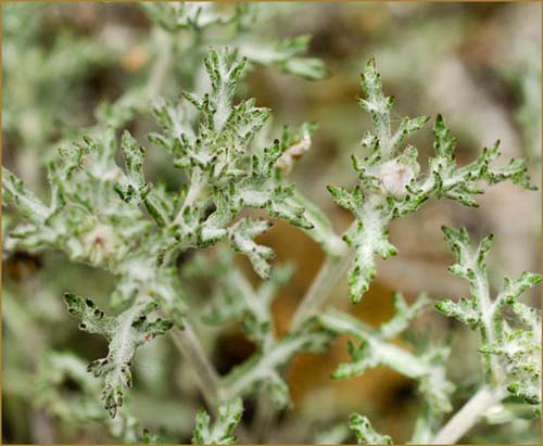 Eriophyllum lanatum, Woolly Sunflower