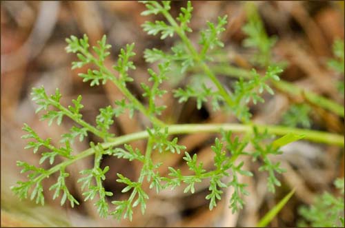 Woolly Fruited Lomatium, Lomatium dasycarpum