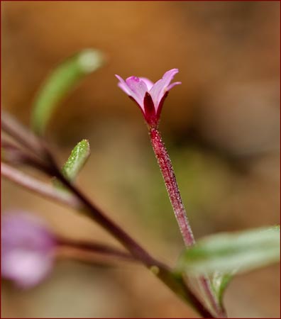 Epilobium ciliatum ssp watsonii, Watsons Fireweed