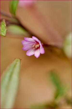 Epilobium ciliatum ssp watsonii, Watsons Fireweed