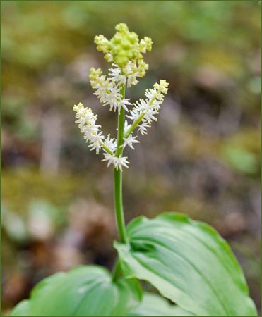 False Solomons Seal, Smilacina racemosa