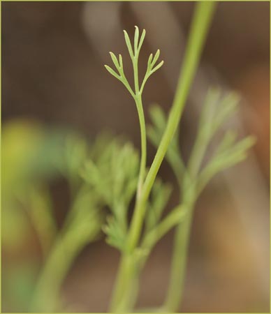 Tufted Poppy, Eschscholzia cespitosa