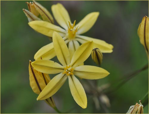 Mountain Pretty Face, Triteleia ixioides