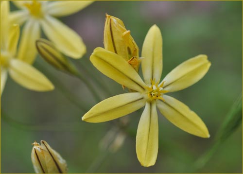 Mountain Pretty Face, Triteleia ixioides