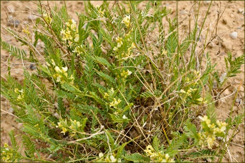 Astragalus sp, Milkvetch