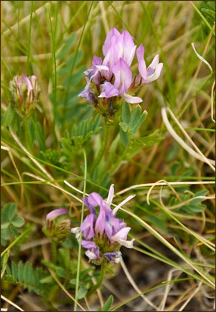 Astragalus sp, Locoweed