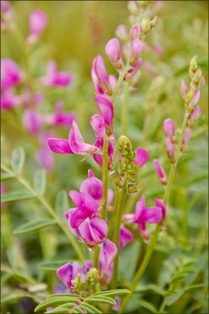 Astragalus sp, Locoweed