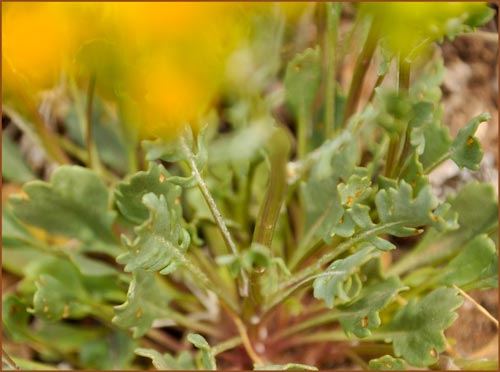 Groundsel, Senecio sp