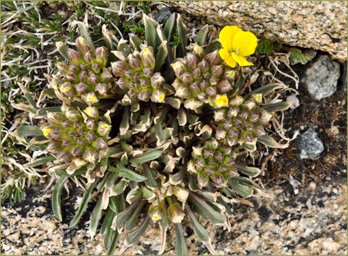 Dwarf Wallflower, Erysimum capitatum