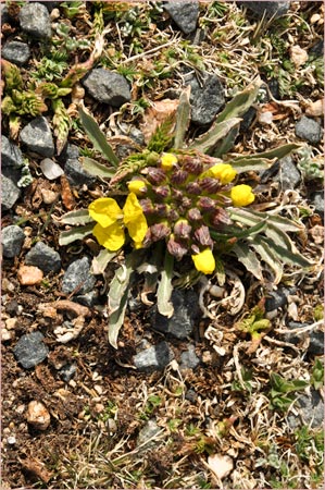 Erysimum capitatum, Dwarf Wallflower