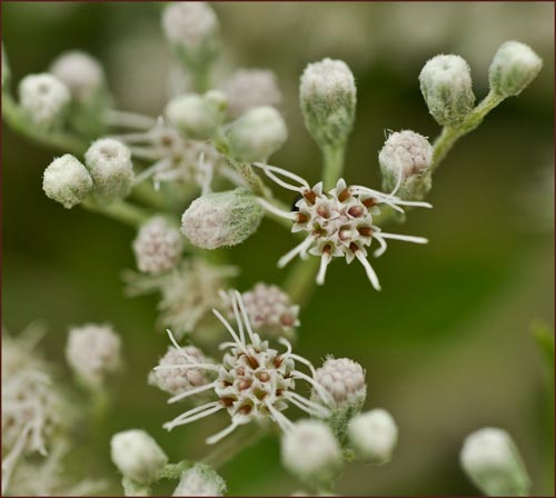 Common Boneset, Eupatorium perfoliatum