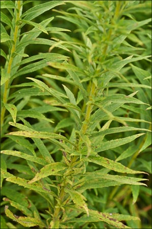 Soidago sp, Goldenrod