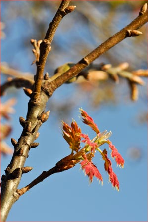 California Black Oak, Quercus kelloggii