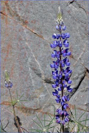 Lupine, Lupinus sp