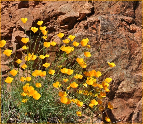 Eschscholzia lobbii, Lobbs Poppy