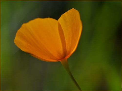 Tufted Poppy, Eschscholzia cespitosa