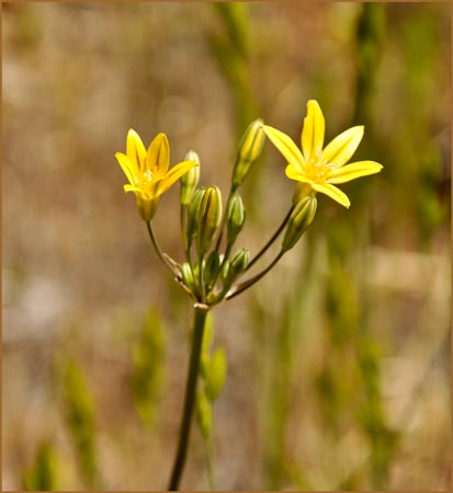 Pretty Face, Triteleia ixioides