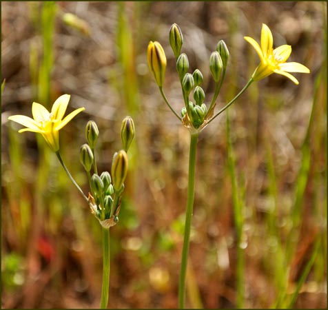 Pretty Face, Triteleia ixioides