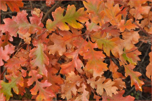 California Black Oak, Quercus kelloggii