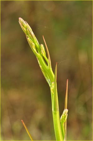 Chlorogalum pomeridianum, Wavy Leaf Soap Plant